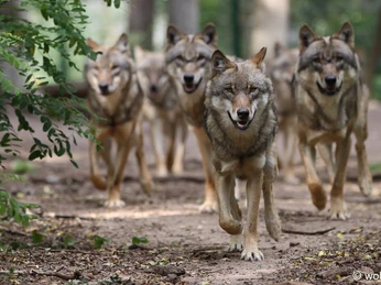 Eine Wolfsgruppe läuft aufmerksam einen Waldweg entlang, umgeben von grüner Vegetation im Wolfcenter.A group of wolves walks attentively along a forest path, surrounded by green vegetation in the Wolfcenter.En gruppe ulve går opmærksomt langs en skovsti, omgivet af grøn vegetation i ulvecentret.Een groep wolven loopt aandachtig over een bospad, omringd door groene vegetatie in het wolvencentrum.