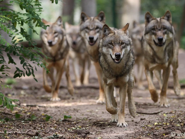 Wolfcenter Dörverden Eine Wolfsgruppe läuft aufmerksam einen Waldweg entlang, umgeben von grüner Vegetation im Wolfcenter.
