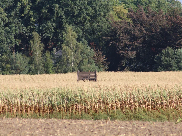 Maislabyrinth Uchte-Höfen Ein Hochsitz aus Holz steht inmitten eines weiten Maisfeldes, umgeben von Bäumen im Hintergrund.