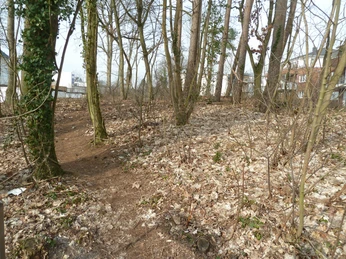 Hügelgrab in Baden Ein unbefestigter Wanderpfad führt durch einen lichten, blattbedeckten Wald hin zu einem Hügelgrab.
