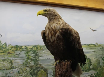 ÖSSM Winzlar Ein majestätischer Seeadler auf einem Ast, vor einem Hintergrund mit Landschaft und weiteren Vögeln.
