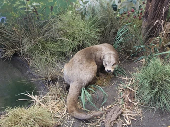 ÖSSM Winzlar Ein Fischotter liegt im Gras eines naturgetreuen Geheges, umgeben von Pflanzen und Holzstücken.