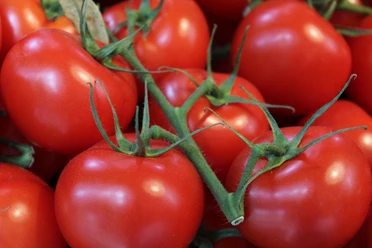 Verse rode tomaten met een weelderige groene kleur liggen dicht bij elkaar en schitteren in het natuurlijke licht.