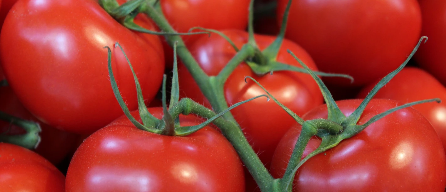 Fresh red tomatoes with a rich green color lie close together and shine in the natural light.