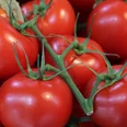 Wochenmarkt Gemüse Frische rote Tomaten mit sattem Grün liegen dicht beieinander und strahlen im natürlichen Licht.