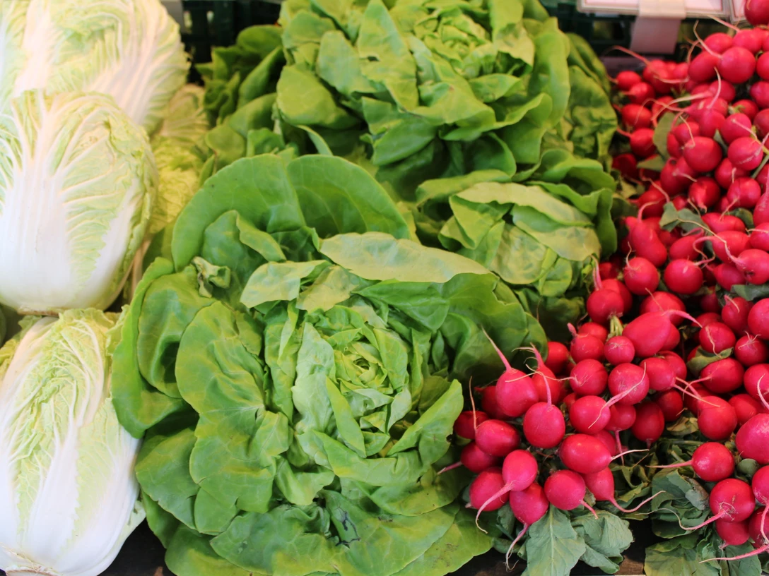 Frisch geerntete Salatköpfe, knackige Radieschen und Chinakohl liegen in appetitlichen Reihungen.