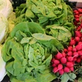 Frisch geerntete Salatköpfe, knackige Radieschen und Chinakohl liegen in appetitlichen Reihungen.