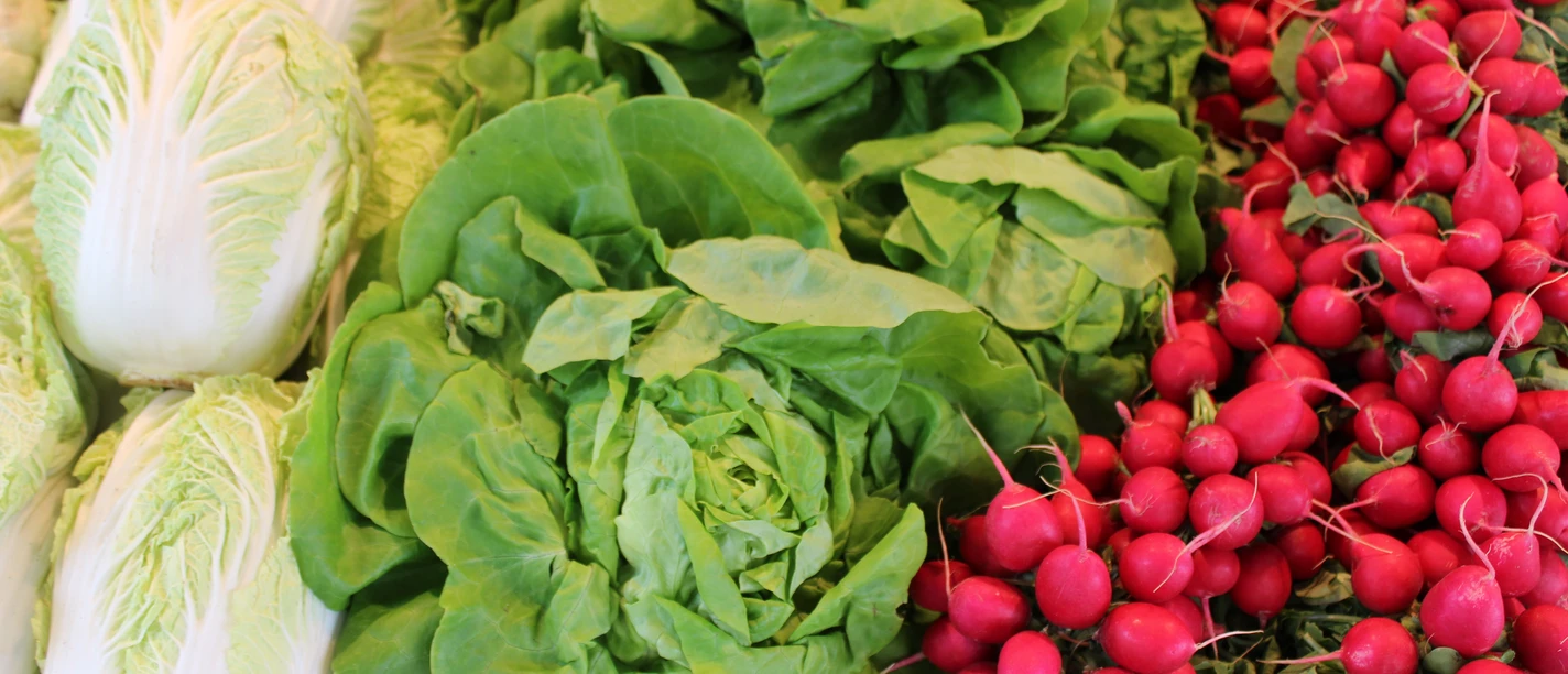 Wochenmarkt Frisch geerntete Salatköpfe, knackige Radieschen und Chinakohl liegen in appetitlichen Reihungen.