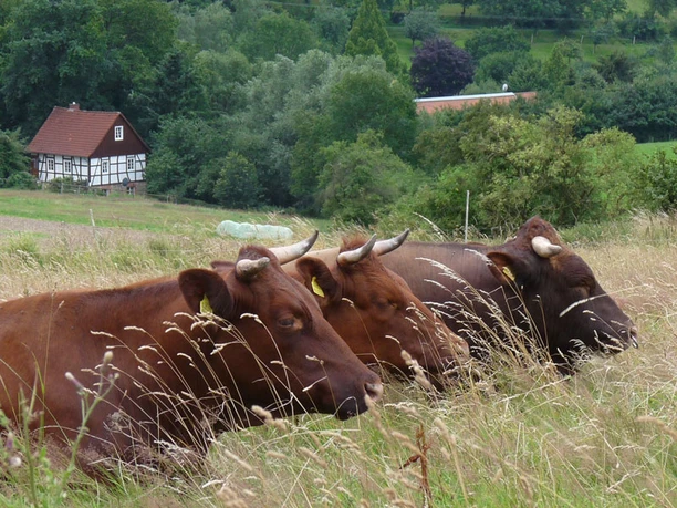 Dorf der Tiere Drei braune Kühe ruhen auf einer Wiese, umgeben von hohem Gras, mit einem Fachwerkhaus im Hintergrund.