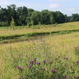 Blick auf die renaturierte Dalke in Gütersloh Eine idyllische Landschaft mit einem blühenden Feld, Wildblumen und einem Teich vor dichtem Wald.