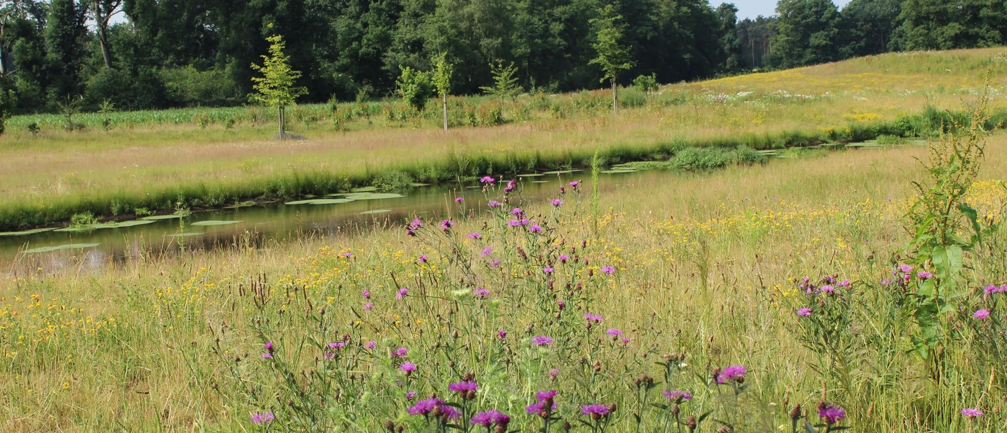 Eine idyllische Landschaft mit einem blühenden Feld, Wildblumen und einem Teich vor dichtem Wald.