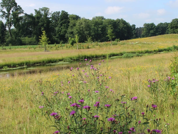 Blick auf die renaturierte Dalke in Gütersloh Eine idyllische Landschaft mit einem blühenden Feld, Wildblumen und einem Teich vor dichtem Wald.