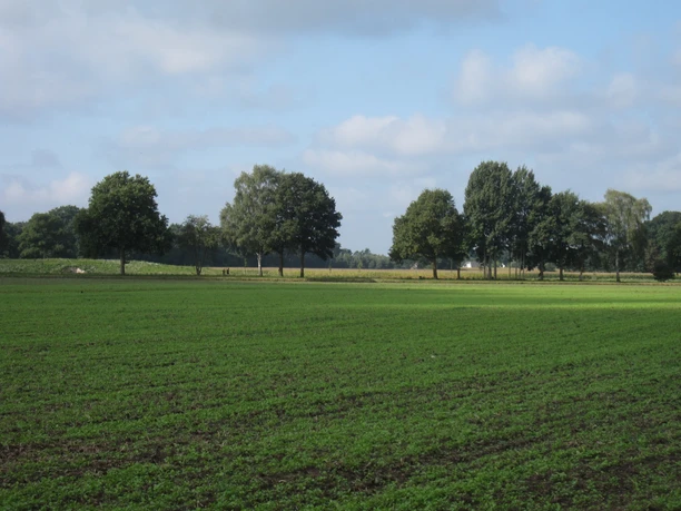 Weite grüne Wiese mit vereinzelten Bäumen im Hintergrund unter bewölktem Himmel.
