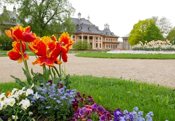 Tulpen im Lustgarten