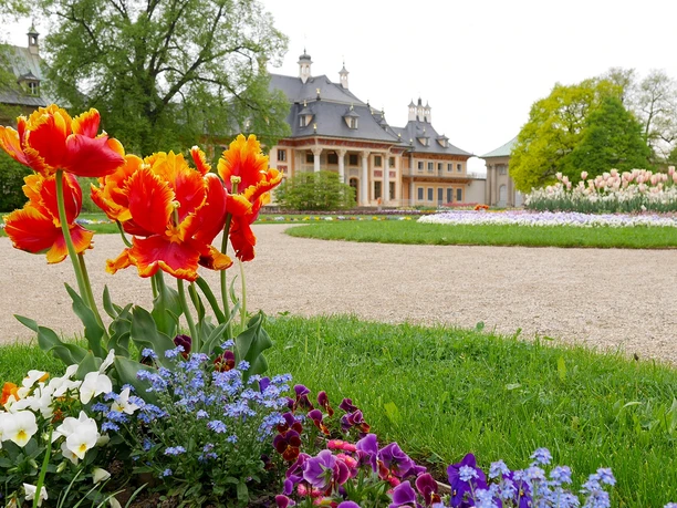 Tulpen im Lustgarten