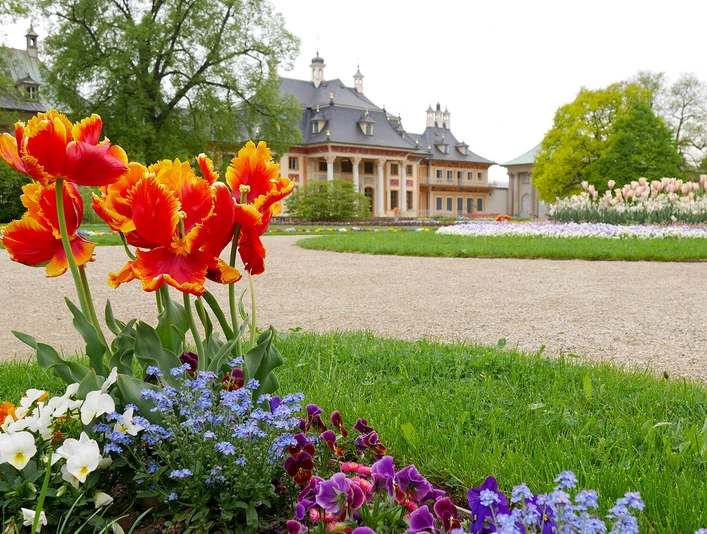 Tulpen im Lustgarten