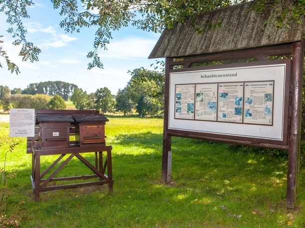 Schaubienenstand