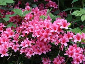 Blühende Natur auf dem Hutberg in Kamenz