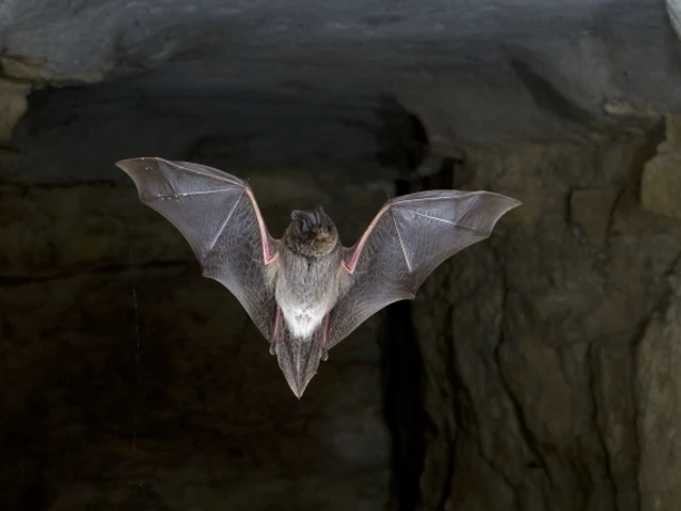 Mopsfledermaus