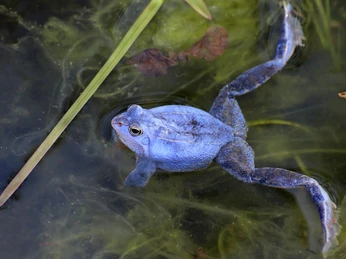 Moorfrosch-Männchen mit blauer Färbung zur Paarungszeit