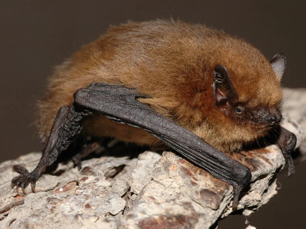 Mückenfledermaus