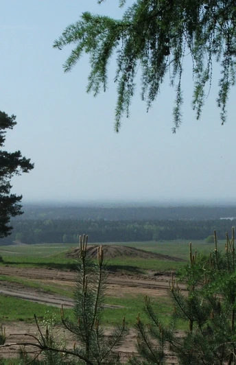 Weite Landschaft mit Pinien im Vordergrund und einem Weg, der zu einem Wald in der Ferne führt.