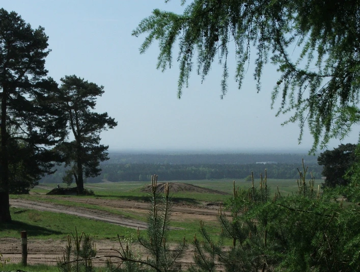 Blick in die Senne Weite Landschaft mit Pinien im Vordergrund und einem Weg, der zu einem Wald in der Ferne führt.