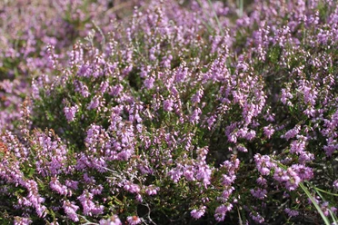 blühende Heide