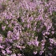 blühende Heide