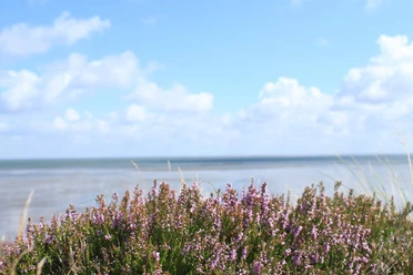 Braderuper Heide am Wattenmeer