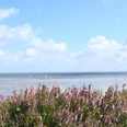 Braderuper Heide am Wattenmeer