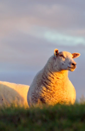 Schafe am Morsumer Deich