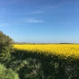 Rapsfelder in den Wiesen zwischen Tinnum und Keitum