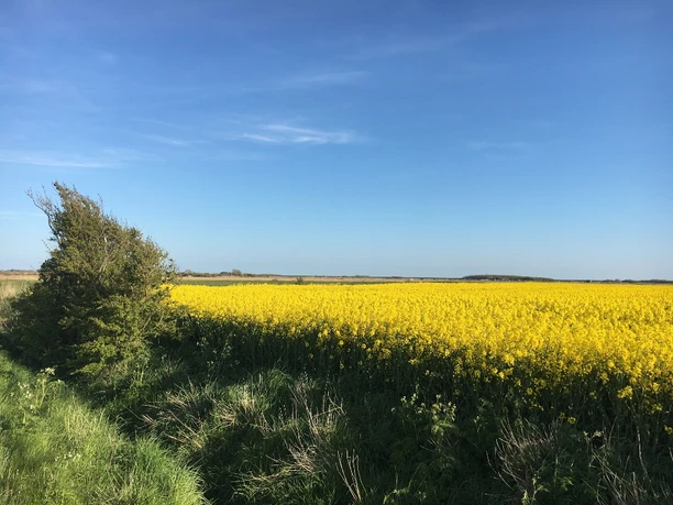Rapsfelder in den Wiesen zwischen Tinnum und Keitum