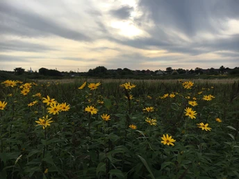 Blumen in den Tinnumer Wiesen