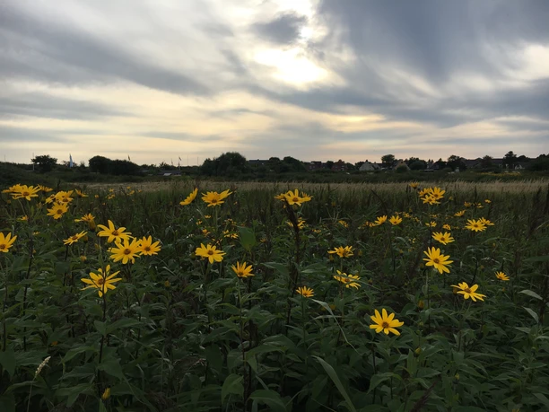 Blumen in den Tinnumer Wiesen