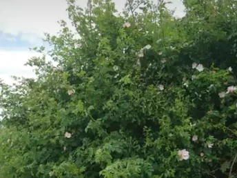 Katja Brückner (5).png