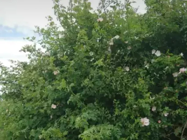 Katja Brückner (5).png