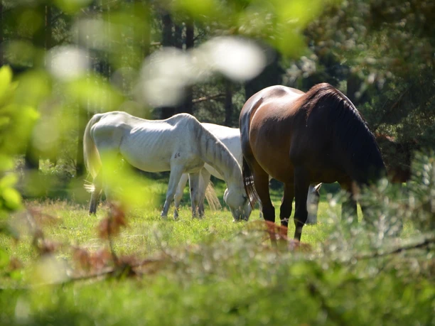 Senner Pferde auf der Wildweide Drei Pferde grasen friedlich auf einer grünen Waldlichtung, umrahmt von leisem Sonnenlicht.