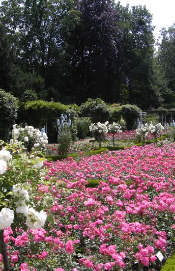 Rosengarten Rheda vor der Neugestaltung PICT0473.JPG