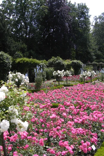 Rosengarten Rheda vor der Neugestaltung PICT0473.JPG