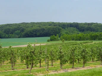 Stemweder Berg Reihen von Apfelbäumen vor einem bewaldeten Hügel, umgeben von sattem Grün und offenem Himmel.