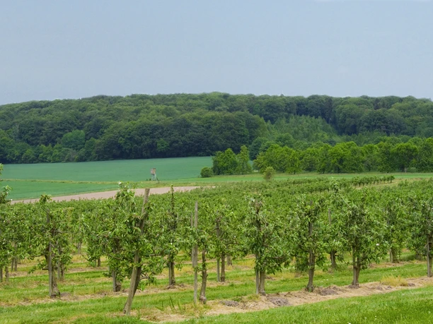 Stemweder Berg Reihen von Apfelbäumen vor einem bewaldeten Hügel, umgeben von sattem Grün und offenem Himmel.