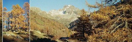 Bettmeralp im Sommer