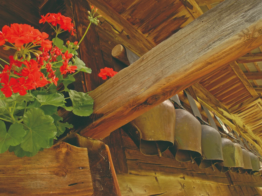 Geraniums and cowbells