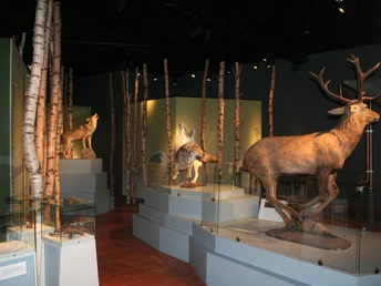Naturgetreue Wölfe und ein Hirsch in einer modernen Wald-Ausstellung im Wolfcenter Dörverden.