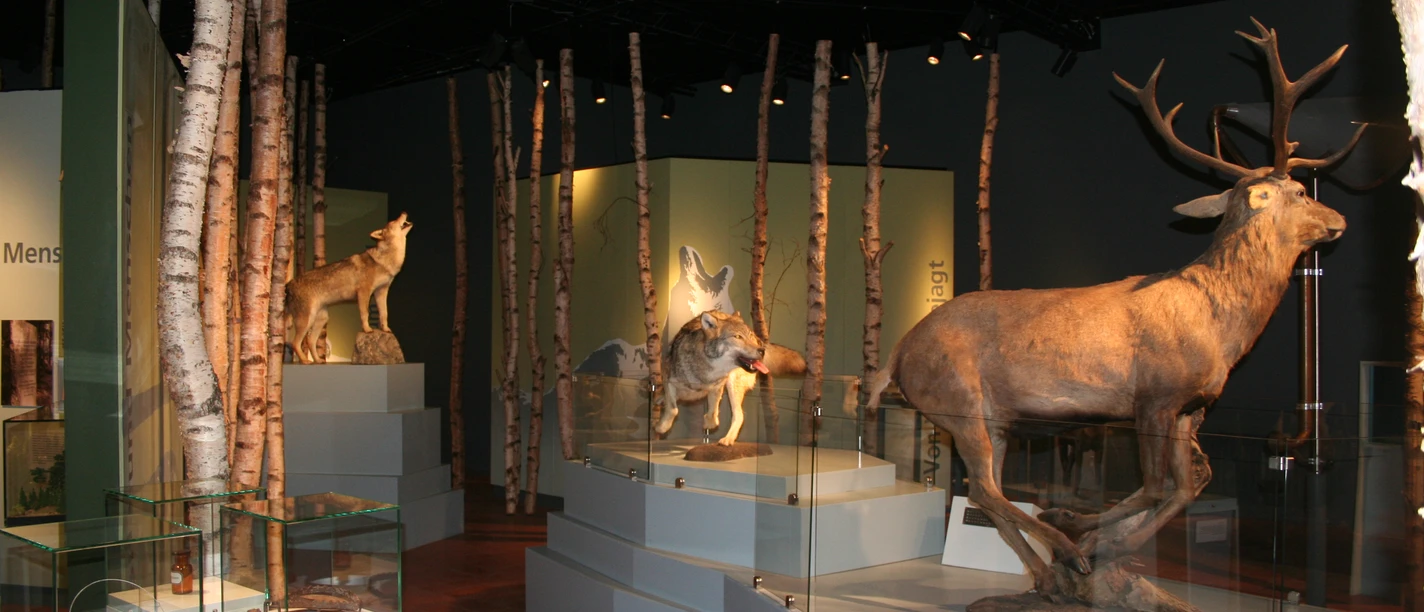 Wolfcenter Dörverden Naturgetreue Wölfe und ein Hirsch in einer modernen Wald-Ausstellung im Wolfcenter Dörverden.