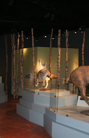 Wolfcenter Dörverden Naturgetreue Wölfe und ein Hirsch in einer modernen Wald-Ausstellung im Wolfcenter Dörverden.