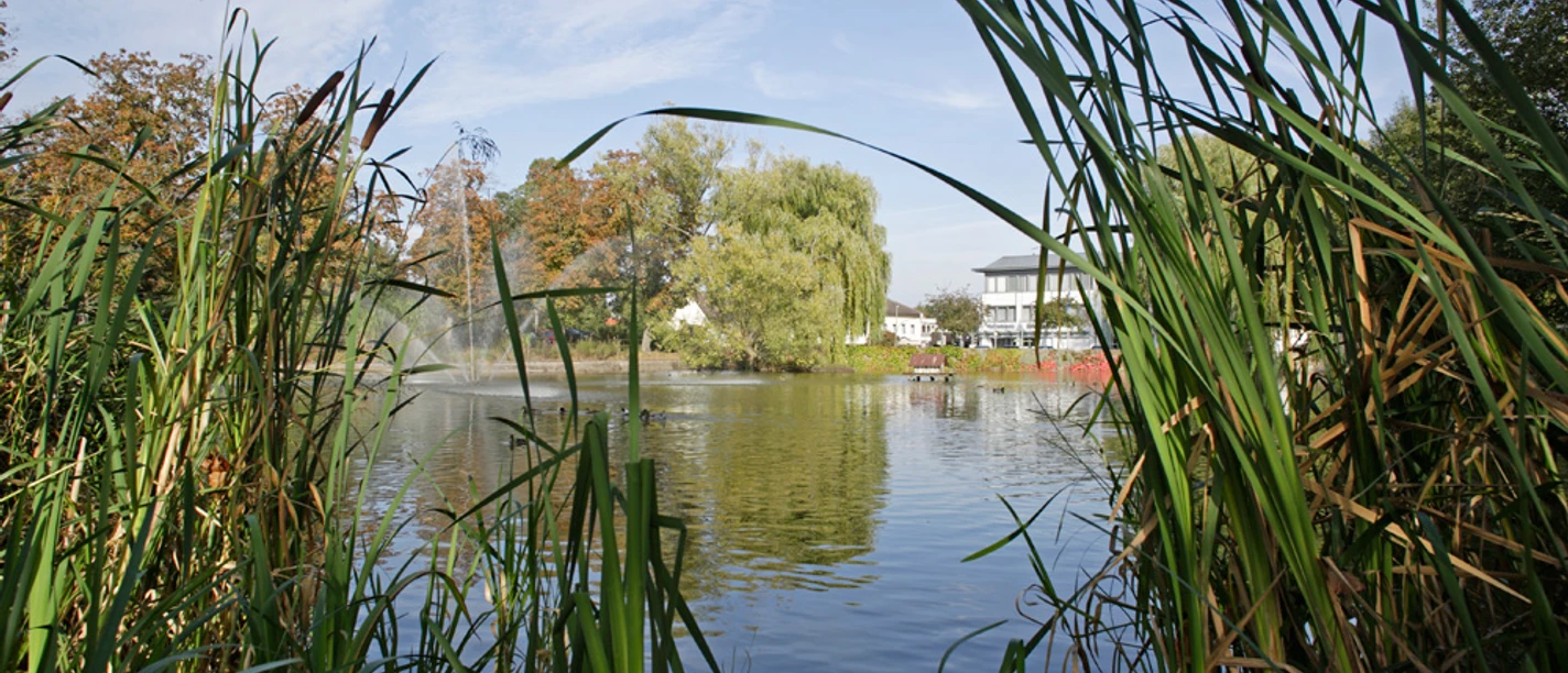 Kaiserbrunnen Brakel Im Vordergrund dichte Schilfkolben, dahinter ein See mit Enten, umgeben von Bäumen und einem Gebäude.