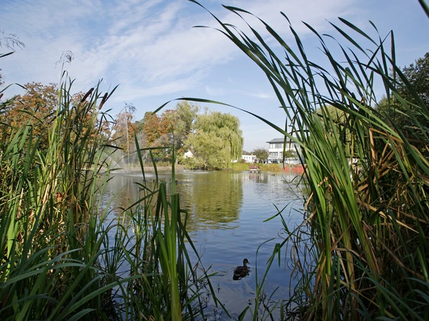 Kaiserbrunnen Brakel Im Vordergrund dichte Schilfkolben, dahinter ein See mit Enten, umgeben von Bäumen und einem Gebäude.